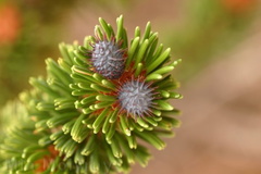bristlecone-female-cones-Bryce-Canyon-Utah-3