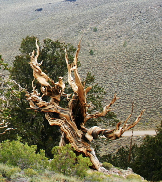 bristlecone-trees-gnarled-img_4144.jpg