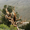 bristlecone-trees-gnarled-img 4144