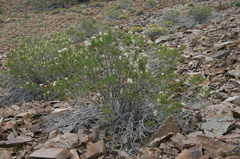 chamaebatiaria-millefolium-desert-sweet-bristlecone-area-2007-08-03-img 4145