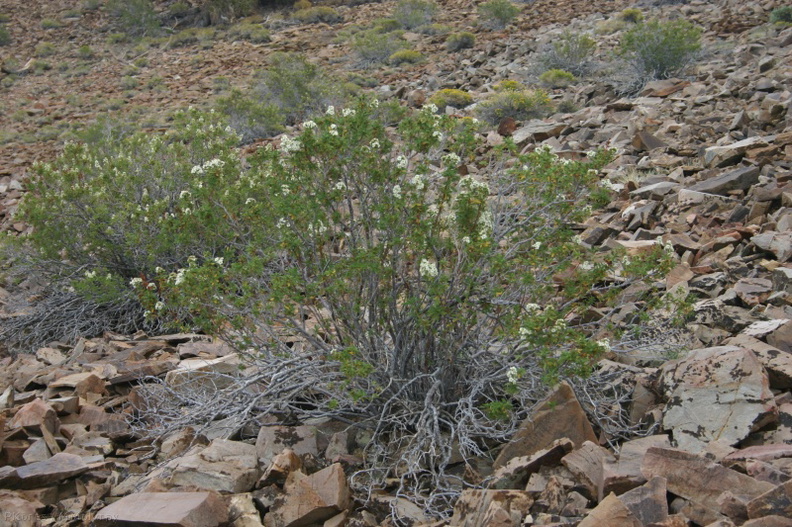 chamaebatiaria-millefolium-desert-sweet-bristlecone-area-2007-08-03-img_4145.jpg