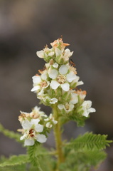 chamaebatiaria-millefolium-desert-sweet-fls-bristlecone-area-2007-08-03-img 4146