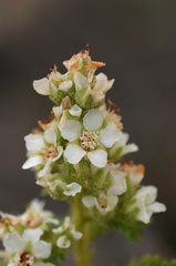 chamaebatiaria-millefolium-desert-sweet-fls-bristlecone-area-2007-08-03-img 4147