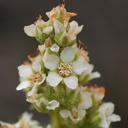 chamaebatiaria-millefolium-desert-sweet-fls-bristlecone-area-2007-08-03-img 4147