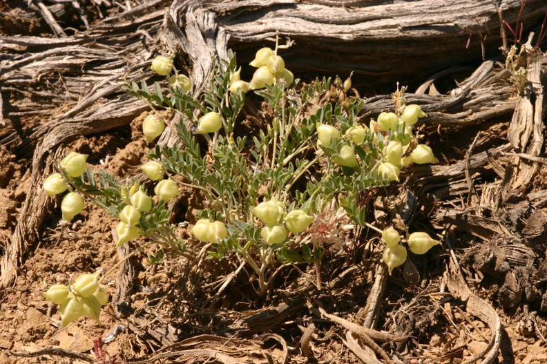 Astragalus-lentiginosus-paper-locoweed.jpg