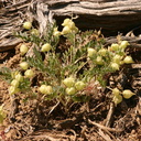 Astragalus-lentiginosus-paper-locoweed