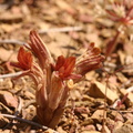 Orobanche-corymbosa-flowers2