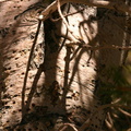 limber pine bark sapsucker holes
