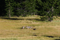 coyotes-near-Devils-Postpile-img 4349-best