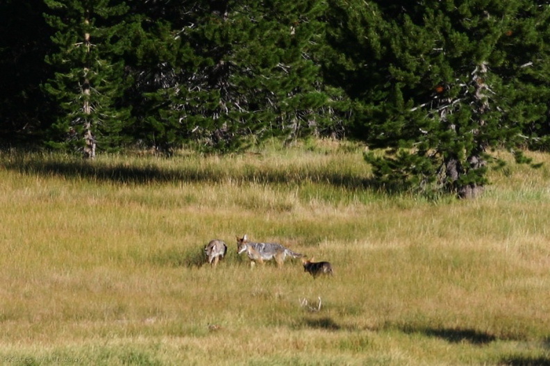 coyotes-near-Devils-Postpile-img_4349-best.jpg