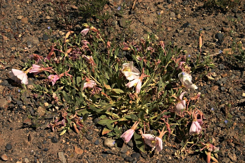 Oenothera-pink-indet-hot-springs-creek.jpg