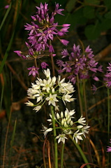 Allium June Lake