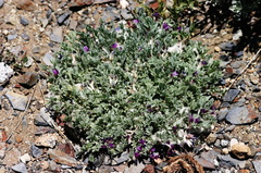 Astragalus-purshii-milkvetch-McGee-Creek-2