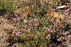 Astragalus-whitneyi-locoweed-McGee-Creek-4