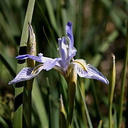 Iris-missouriensis-McGee-Creek-2