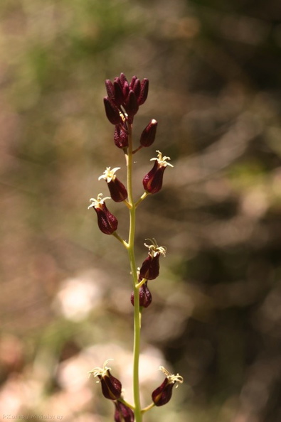 Streptanthus-tortuosus-shieldleaf-McGee-Creek-2.jpg