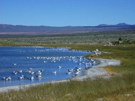 Mono-Lake-california-gulls-feeding-mm4