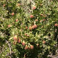Prunus-andersonii-desert-peach-Mono-Lake-mm