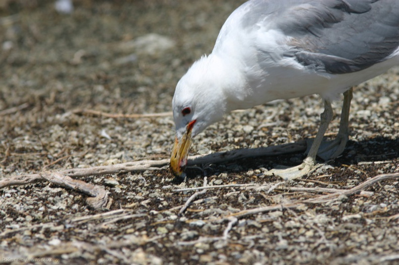 mono-lake-california-gulls-feeding-on-flies-img_4174.jpg
