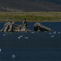 mono-lake-osprey-img 4192