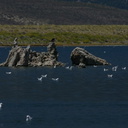 mono-lake-osprey-img 4192
