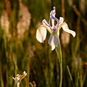 Iris-missouriensis-Owens-Creek-mm