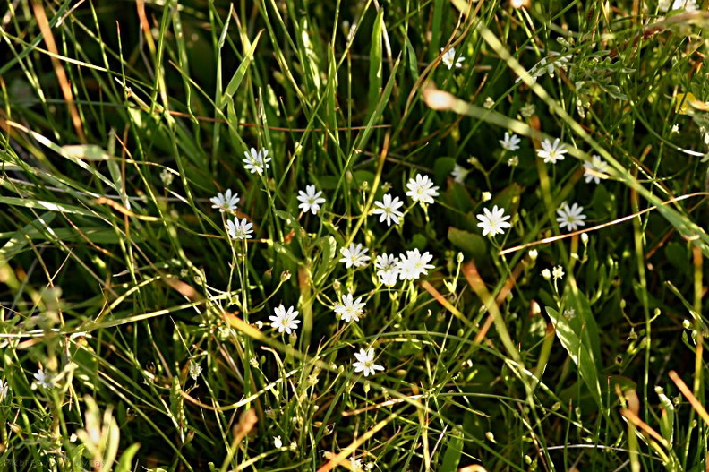 white flower indet2 Owens Creek