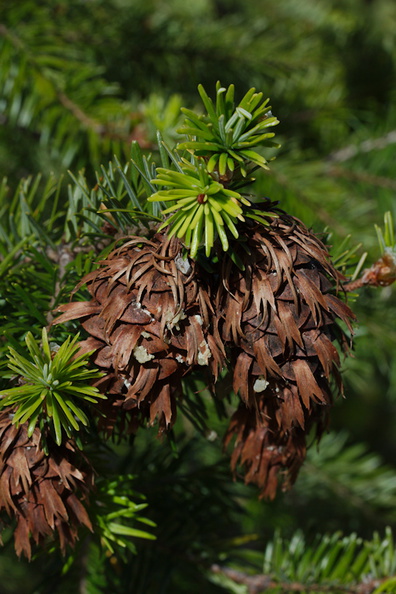 Douglas-fir-cones-Big-Basin-Redwoods-SP-2015-06-01-IMG_0893.jpg