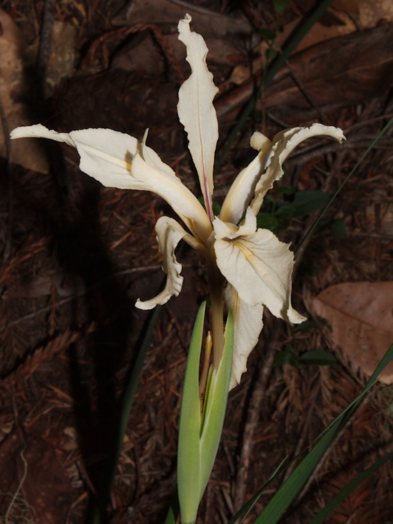 Iris-sp-missouriensis-Rocky-Mountain-iris-Big-Basin-Redwoods-SP-2015-06-01-IMG 0873
