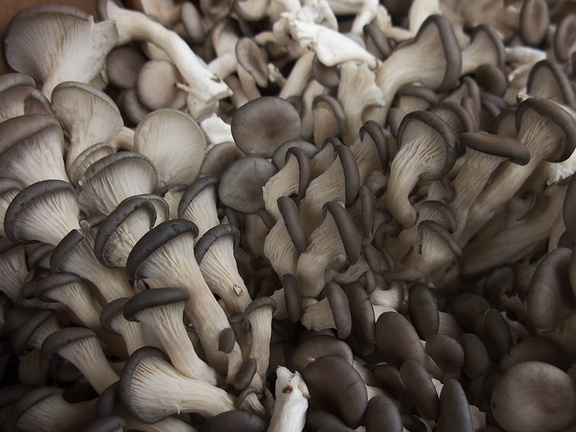 oyster-mushrooms-at-farmers-market-near-City-Hall-SF-2012-12-14-IMG 3063