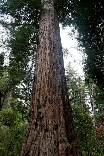 redwood-one-of-the-larger-ones-Big-Basin-Redwoods-SP-2015-06-01-IMG_0847.jpg