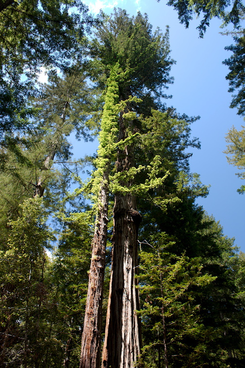 redwood-sapling-growing-from-base-Big-Basin-Redwoods-SP-2015-06-01-IMG 0850