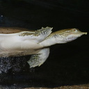 sf-aquarium-leatherback-turtle-2006-06-29