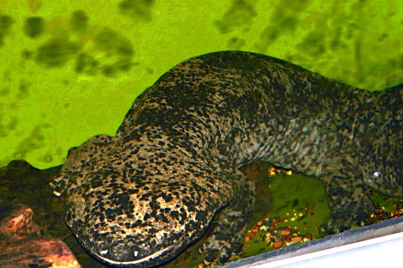 sf-aquarium-salamander giant Cal Acad SF1-2006-06-29
