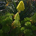 aeonium-flowering-quail-bot-gard-img 2635