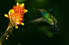 alpinia-and-bonus-broadbill-hummingbird-img 2733-SDzoo