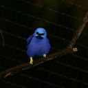 blue-bird-yellow-feet-san-diego-zoo-img 2703