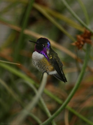 costas-hummingbird-male-4