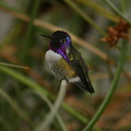 costas-hummingbird-male-4.jpg