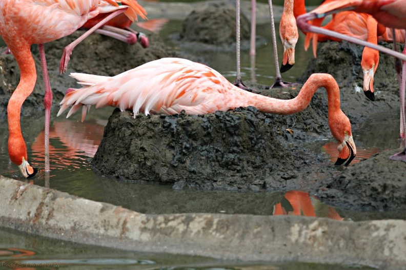flamingo-nestbuilding-img_2662-SDzoo.jpg