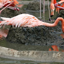 flamingo-nestbuilding-img 2662-SDzoo