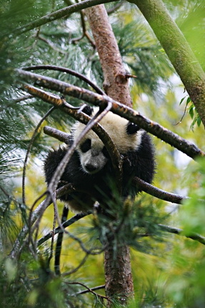 panda-cub-2-SDzoo