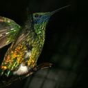sparkling-violet-ear-hummingbird-img 2727-SDzoo