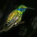 sparkling-violet-ear-hummingbird-img_2728.jpg