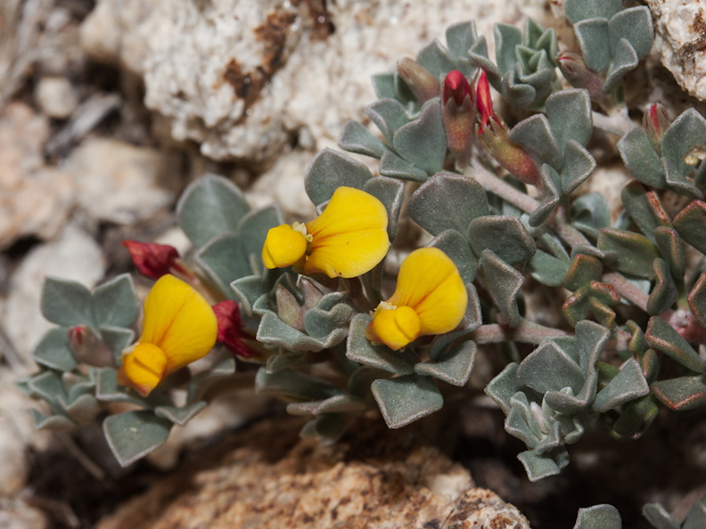 Acmispon-heermannii-Lotus-Heermanns-trefoil-Pinyon-Joshua-woodland-rte18-Cactus-Springs-San-Bernardino-NF-2015-03-29-IMG_0494.jpg