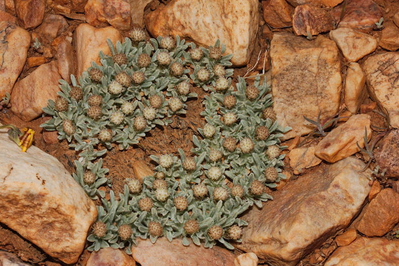 Antennaria-dimorpha-gray-cushion-pussytoes-pebble-plain-rte18-Baldwin-Lake-Reserve-San-Bernardino-NF-2015-03-29-IMG 0523