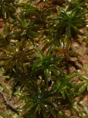 Atrichum-selwynii-moss-Fall-Creek-Henry-Cowell-SP-SoBeFree19-2014-03-31-IMG 0057