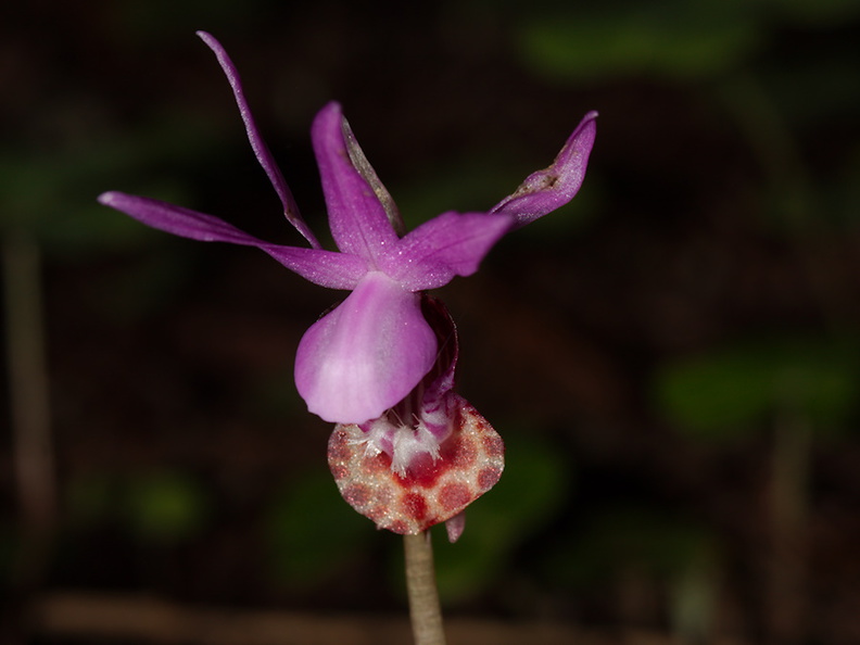 Calypso-bulbosa-orchid-Austin-Creek-SP-2016-03-19-IMG_3015.jpg