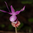 Calypso-bulbosa-orchid-Austin-Creek-SP-2016-03-19-IMG 3015