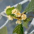 Cercocarpus-betuloides-birch-leaved-mountain-mahogany-riverbank-rte38-San-Bernardino-Natl-Forest-2015-03-28-IMG 4573